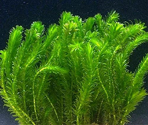 Elodea Densa 10 Stems Oxygenating Pond Tropical Water Aquarium Live Plant Egeria