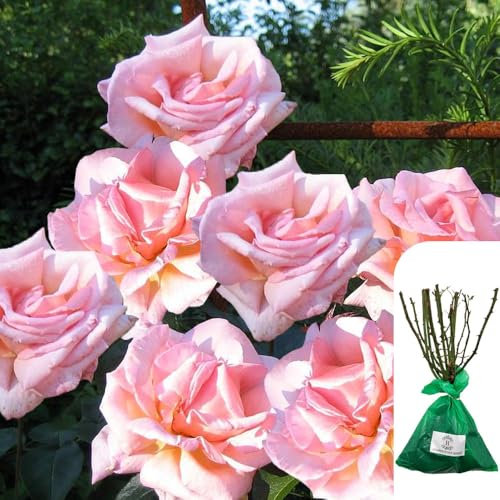 1 x Climbing Rose Compassion – RHS Award-Winning Salmon Pink English Rose, Long-Lasting Blooms, Ideal for Trellises, Walls, and Fences, Bare-Root - When Only The Best Will Do - Top Grade “A” Roses