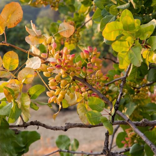 Semillas resistentes del pistacho, plantas en macetas resistentes al exterior Semillas de pistacho, Pistacia vera, semillas de plantas Comprar árboles, plantas de balcón. semillas de 40pcs