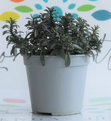 Erba Pepe o Santoreggia domestica in confezione da 2 piante su vaso cm 14