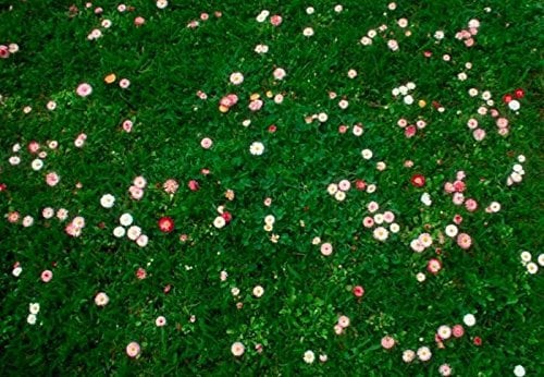 1 kg Daisy & Clover Heritage Lawn Grass Seed Cottage Garden Hard Wearing 1kg