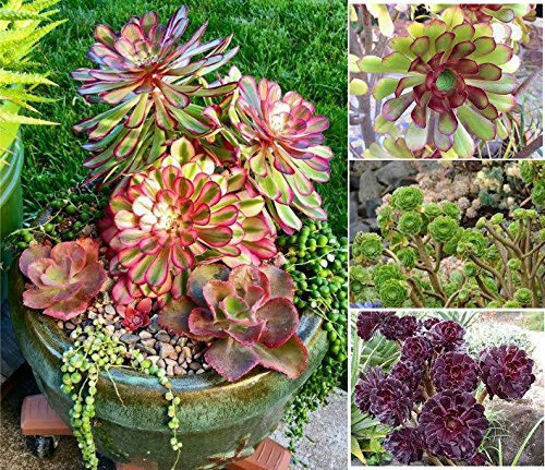 Aeonium 20 samen Mischung,Viele Sorten, Sukkulente