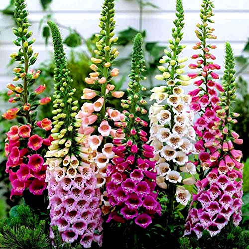 500 Digitalis Purpurea Foxy Foxglove Seeds - Mixed Colours - 500 Seeds