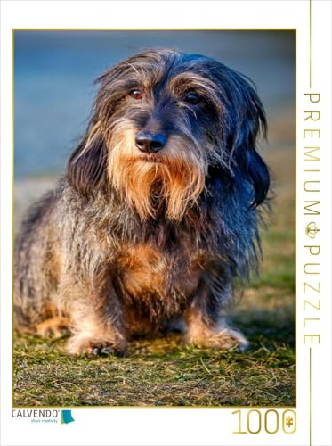 CALVENDO Puzzle Rauhaardackel | 1000 Teile Lege-Größe 48 x 64 cm Foto-Puzzle für glückliche Stunden