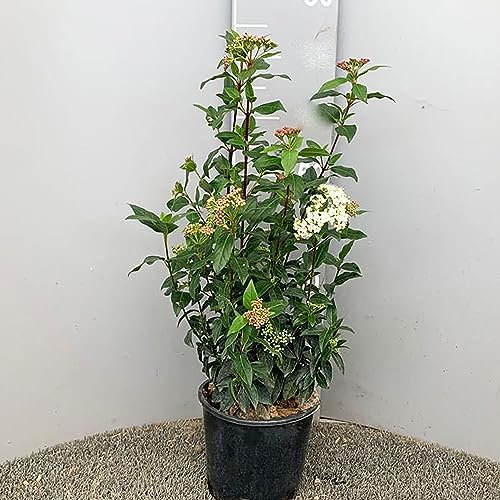 SAVINI VIVAI Heckenpflanze Viburnum Heckenpflanzen Baum im Topf 18 cm Höhe 60-70 cm