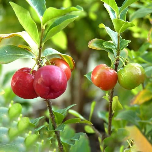 300 Pc Semillas De Acerola - Plantas En Maceta Resistentes Al Exterior, Semillas Orgánicas. (Cereza Acerola) Pequeños Regalos Terraplanter, Semillas De Árboles Plantas Resistentes