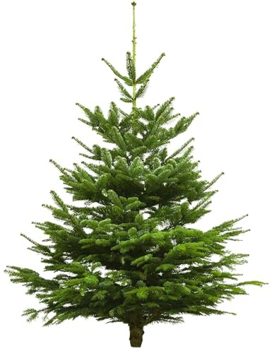Echter Weihnachtsbaum - Nordmanntanne - frisch geschlagen Christbaum Tannenbaum (Tanne, 120-140 cm)