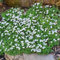 Blaukissen Samen (Aubrieta Deltoidea), Blumensamen Bodendecker, Winterhart Deko Blumen Blumensamen Balkon Kletterpflanzen Herbstblumen Winterhart Bodendecker - 350 Stück (Weiß)