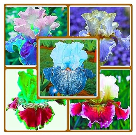 Lebende Pflanzen,Mehrjährige Blumenzwiebel ist winterhart, Winterhart pflanzen, Mysteriöse magische Glühbirne, Blumenzwiebel Mix-3 iris blumenzwiebeln