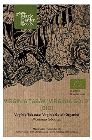 Virginia Tabak 'Virginia Gold' (Nicotiana tabacum) 500 Samen, helle Sorte, Zigarettentabak, Pfeifentabak
