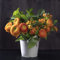 Ranunkeln Zwiebeln Blumenzwiebeln MehrjäHrig Winterhart Zimmerpflanzen Butterblumen Zierlauch Zwiebeln FrüHlingsblüHer Buttercup Zwiebeln Frisch Balkon Deko Blumen 5 Ranunkeln Zwiebel Orange