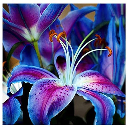 5x Lilium Lambada | Bulbi di giglio | Mix di colori |Bulbi da Fiore|venditore di fiducia- bulbi lilium gigante