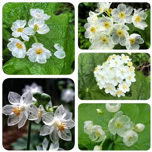 200 pz Semi di Diphylleia Grayi, semi di erbe, semi di bonsai, decorazioni da giardino per esterni, Semi di fiori scheletrici - giardino di erbe aromatiche al coperto, fiori di campo