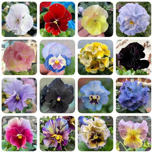 semi di viola del pensiero biologici, piante erbacee, fiori per balcone La viola del pensiero pianta semi resistenti regali per gli amanti del giardinaggio, semi di antiche varietà 200pcs