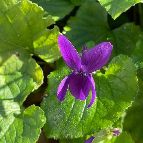 150 piezas Semillas de plantas violetas fragantes Hierbas arriate elevado flores del balcón Semillas de viola odorata, semillas de flores de primavera semillas flores semillas de flores