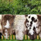 Lammfell ENGLISCH Gescheckt 140-150 cm echtes Merino Schaffell kuschelig weich Teppich von deutschen Schäfereien Naturform Dekofell Premium Schaffell Läufer Sitzunterlage