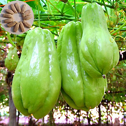 Benoon Semi Di Chayote, 20 Pezzi/Borsa Semi Di Chayote Bisogno Di Vitamina Nutriente Inclusa Semi Di Piante Di Chayote Naturale Per Giardino Semi di Chayote