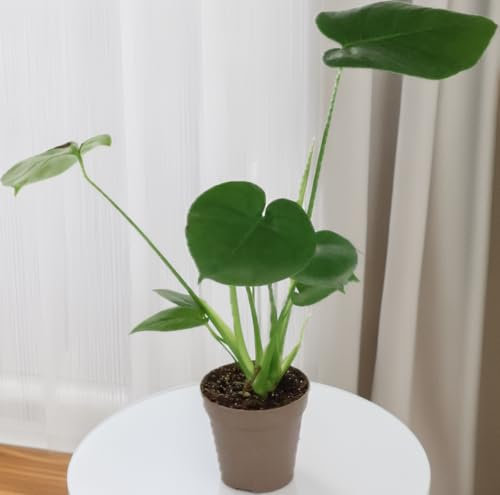 GASMIS - Monstera Deliciosa - Fensterblatt - Zimmerpflanzen - Pflegeleicht - Luftreinigend - Topf 14 cm