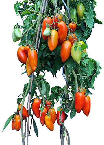 Tomate -Andenhorn- 10 Samen