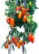 Tomate -Andenhorn- 10 Samen