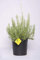 Plantì LAVANDA Hidecote white, Lavanda bianca Piante vere da esterno ideale per decorare terrazzo esterno o giardino, Piante da terrazzo con fiori profumati color bianco Diametro vaso 19 cm