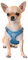 Katzengeschirr Set mit Leine ausbruchsicher - Antizug Geschirr mit Brustring Mesh Sicherheitsgeschirr Brustgeschirr für Katzen & kleine Hunde Hellblau XS