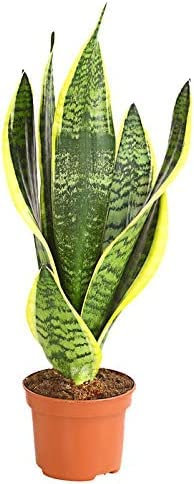 PLANTA NATURAL (LENGUA DE SUEGRA) SANSEVIERIA TRIFASCIATA MACETA 8.55CM PERFECTA PARA INTERIOR Depuradora del ambiente