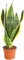 PLANTA NATURAL (LENGUA DE SUEGRA) SANSEVIERIA TRIFASCIATA MACETA 8.55CM PERFECTA PARA INTERIOR Depuradora del ambiente