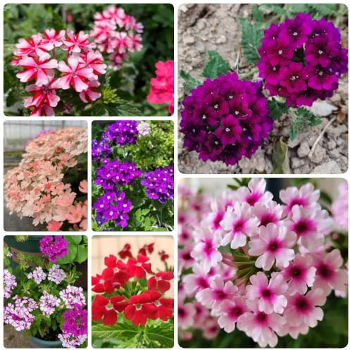 Semi di Verbena Hybrida, semi di da balcone resistenti copertura del terreno, perenne 350pcs
