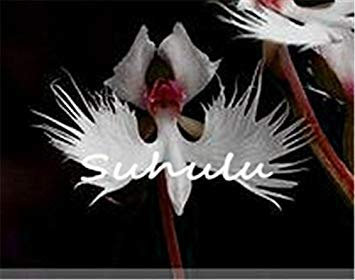 Vista 30 stücke Japanischen Tiger Orchidee Samen Weiß und schwarz Radiata Reiher Orchidee Samen weltweit Seltene Arten Blume für hausgarten dekor 5