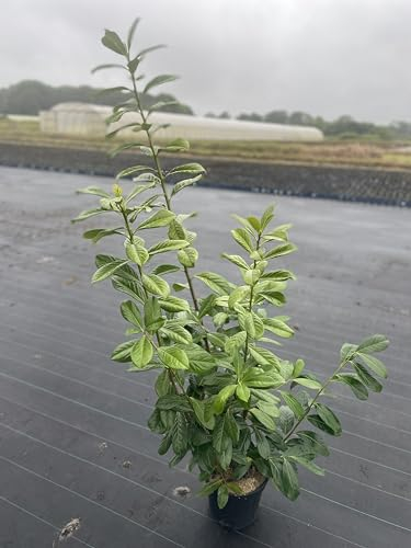 30st. Kirschlorbeer Novita 60-80cm im 3L Topf Buschig XXL Mehrtriebig Heckenpflanzen Prunus laurocerasus Lorbeer Gartenhecke Sichtschutz Kirschlorbeerhecke immergrün, winterhart