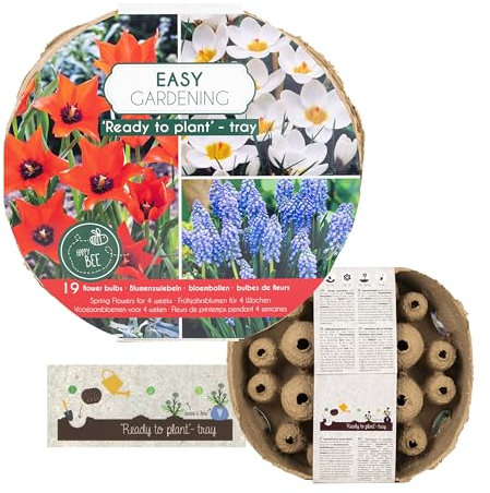 Frühjahrsblumen Zwiebel Mix in Pflanzfertiger Bio Schale Blumenzwiebeln, Frühblüher verschiedene Tulpen, Narzissen, Ready To Plant DIY (Rot-Weiß)