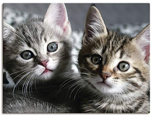 ARTLAND Wanddeko Leinwand Bilder Wandbild Katze Tiere Katzenbaby Baby Süß Lustig Mädchen T5TN