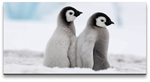 Paul Sinus Leinwandbild 120x60cm Kleine Pinguine Süß Flauschig Lustig Lieblich Schnee
