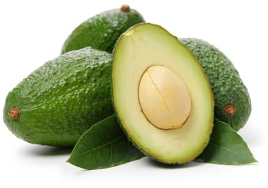 avocado büropflanzen 5samen Leicht zu züchten