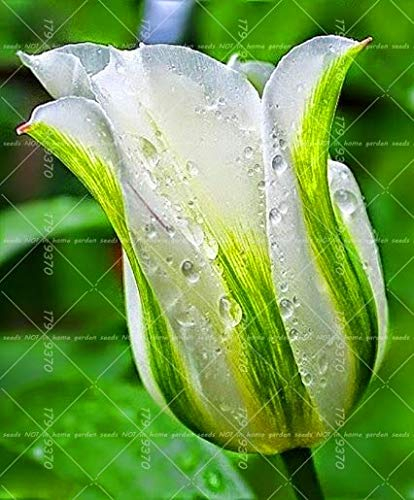 Shopmeeko 2 STÜCKE Schwarze Tulpenzwiebeln Tulipa Gesneriana schöne seltene Blume, mehrjährige Gartentulpe, Didier's Tulpe Für Hausgartenpflanze: 16