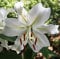 AUSERKAUF : Lilienzwiebeln : Lilium orientalis - Orientalische Lilie  Casablanca   3 Blumenzwiebeln