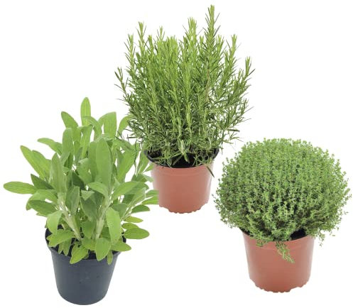 Salvia, Romero y Tomillo Plantas para Cocinar Especies Naturales Plantas en Maceta para la Cocina