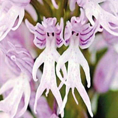 Semi di Dracula Simia Affengesicht Orchidee Blumensamen Garten Bonsai Pianta 10 Stück 5