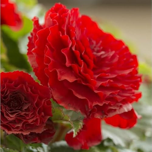 Gefüllte Begonie Rot | 3 Stück | Knolle | Topfpflanze | Geeignet für Kübel | Rot | 100% Blütegarantie | QFB Gardening