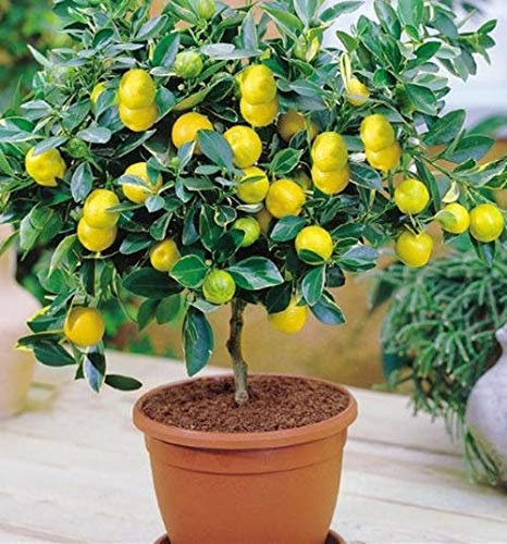 - 20 Semi Di Lime, Albero Nano Bonsai, seltene Pflanze, Dekoration für Haus und Garten