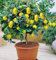 - 20 Semi Di Lime, Albero Nano Bonsai, seltene Pflanze, Dekoration für Haus und Garten