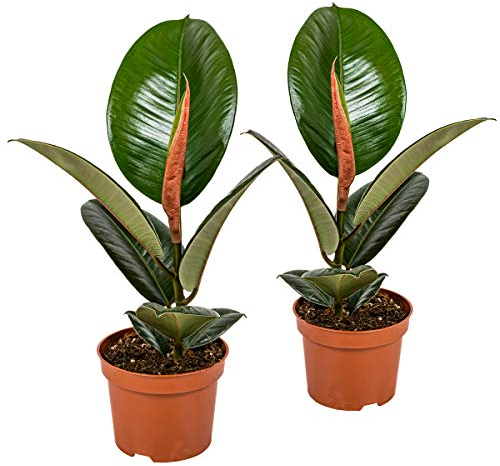 Bloomique - 2er Set - Ficus Elastica Robusta - Gummibaum - Zimmerpflanzen - Luftreinigend - Pflegeleicht - Höhe 30-40 cm - Topf 12 cm