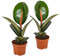 Bloomique - 2er Set - Ficus Elastica Robusta - Gummibaum - Zimmerpflanzen - Luftreinigend - Pflegeleicht - Höhe 30-40 cm - Topf 12 cm