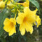 100 semi di fiori di oleandro giallo