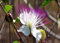 100 Semillas de Alcaparra (Capparis Spinosa)