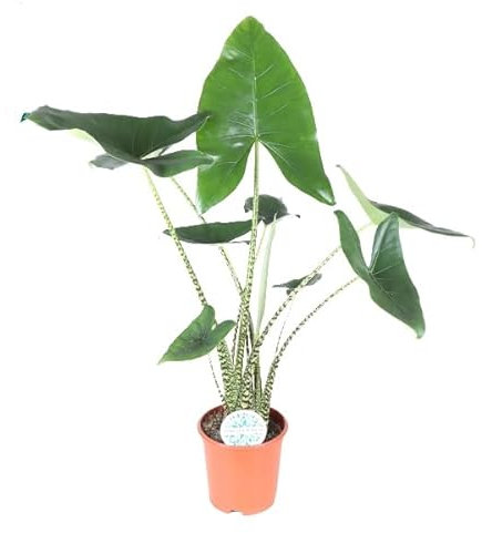 Alocasia 'Zebrina' - Elefantenohr Pflanze, Pfeilblatt - Rarität - Topf Ø 17 cm Höhe: 70 cm Zimmerpflanze