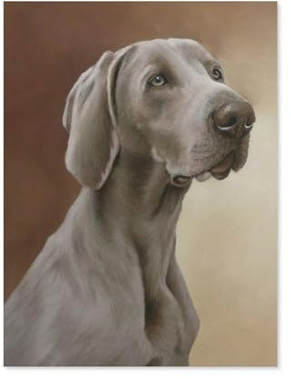 BEAYODKP Paint by Numbers，Weimaraner Dog，DIY Paint by Numbers Kits for Adults Kids,Canvas Oil Painting with Brushes and Acrylic Pigment Paint by Numbers Arts Craft for Home Wall Decor(20x30cm)-A44