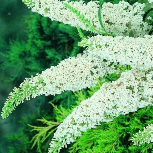 PAPILLON BUSH BLANCHE NEIGE, 251+ SEEDS, BUDDLEIA, EZ TO GROW, Parfumé