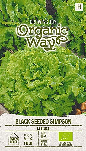 Organic Way | SALAT BLACK SEEDED SIMPSON Semi | Semi di ortaggi | Semi di insalata | Semi di piante | Semi da giardino | 1 pacchetto